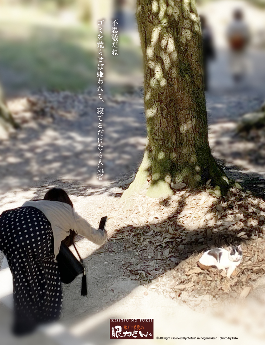 日向ぼっこする猫を撮影する女性