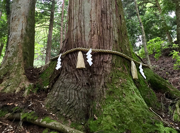 紙垂のかかったご神木
