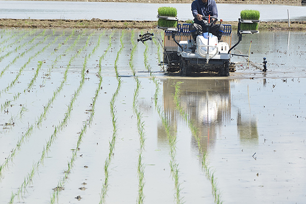 田植えのシーズン到来