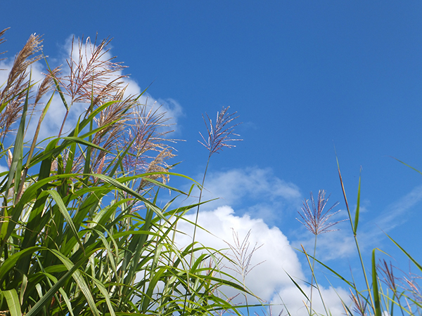 夏空にすすき