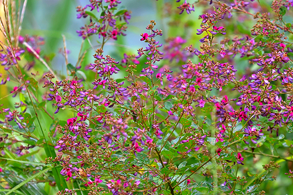 秋の七草萩の花